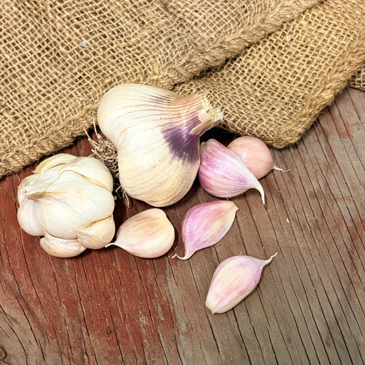 Organic Early Red Italian (Artichoke) - Spring