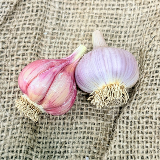 Organic Ferganskij (Purple Stripe)