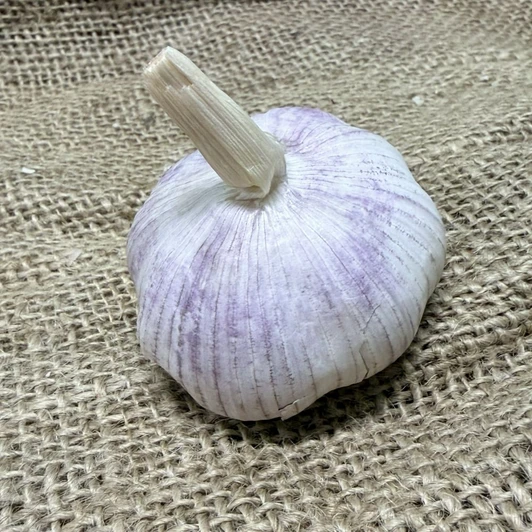 Organic German Mountain (Rocambole)