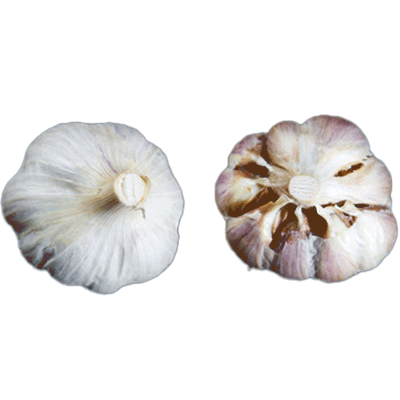 Organic German Red (Rocambole)