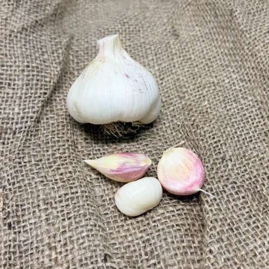 Organic Kettle River Giant (Artichoke)