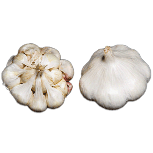 Organic Kettle River Giant (Artichoke)