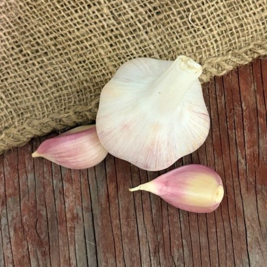 Organic Kyjev (Porcelain)