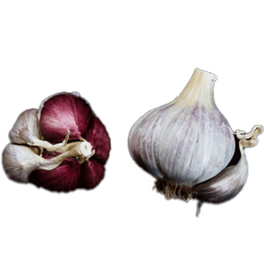 Organic Labera Purple (Creole)