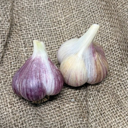Organic Lithuanian Purple (Marbled Purple Stripe)