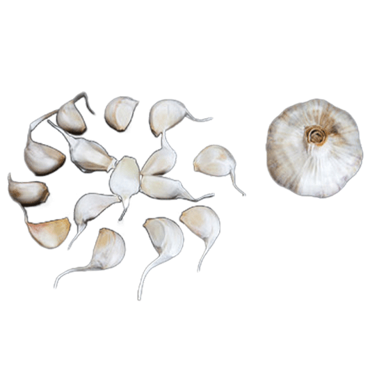 Organic Lorz Italian Bulk (Artichoke)
