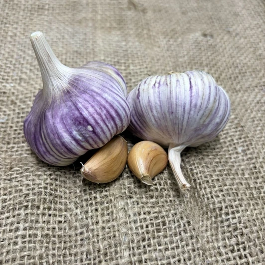 Organic Martin's Heirloom (Rocambole)