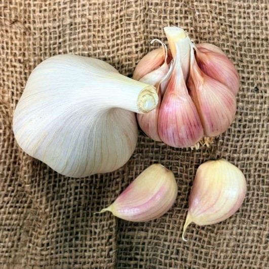 Organic Montana Zemo Bulk (Porcelain)