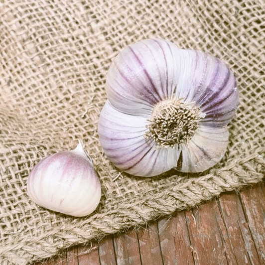 Organic Northe (Marbled Purple Stripe)