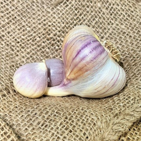 Organic Northe (Marbled Purple Stripe)