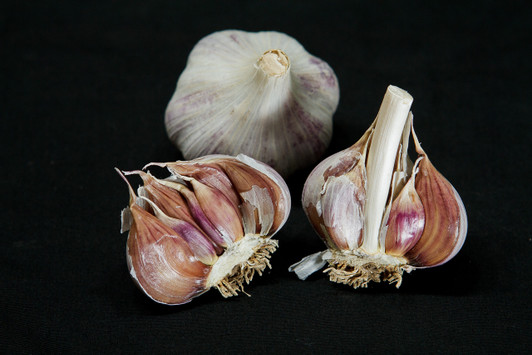 NORTHE Garlic | Filaree Organic Seed Farm