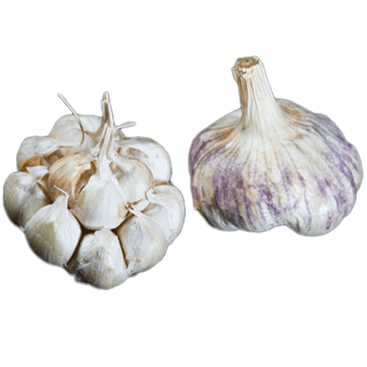 Organic Oregon Blue (Artichoke)
