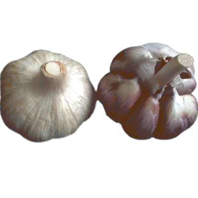 ORGANIC PENN WONDER (Rocambole)