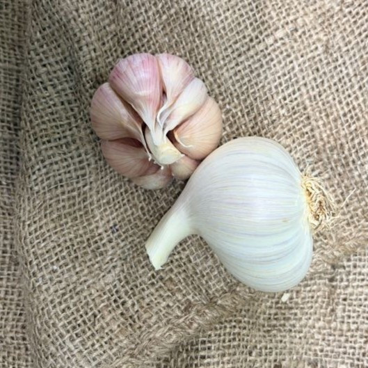 Organic Premium Northern White (Porcelain)