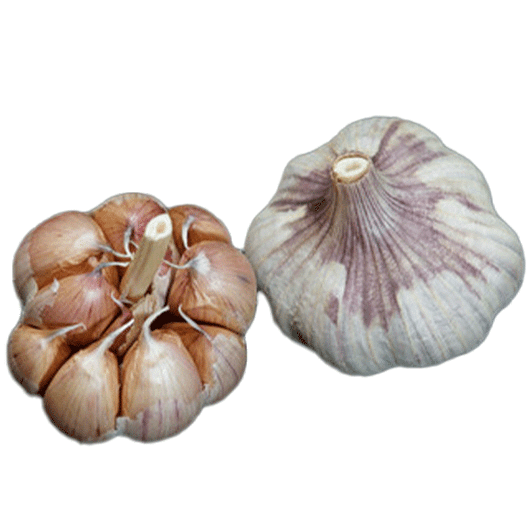 Organic Early Portuguese (Turban)