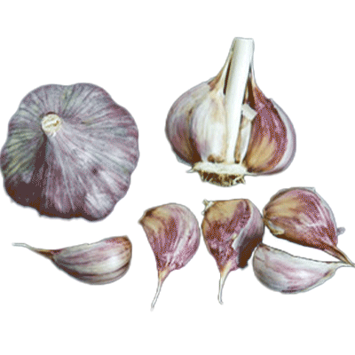 ORGANIC PERSIAN STAR BULK (Purple Stripe)
