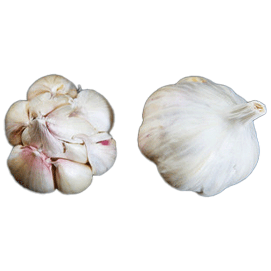 ORGANIC ROSE DU VAR (Silverskin)