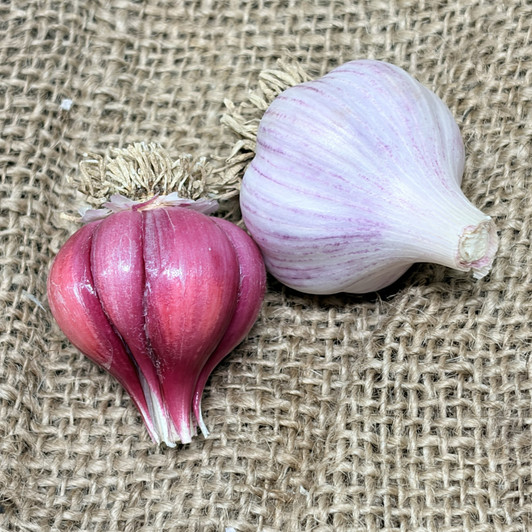 Organic Red Grain (Purple Stripe)