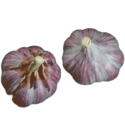 ORGANIC SHATILI (Purple Stripe)