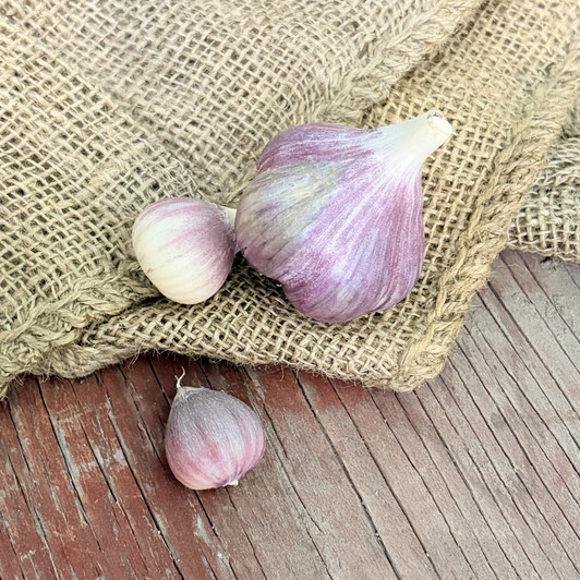 Organic Siberian (Marbled Purple Stripe)