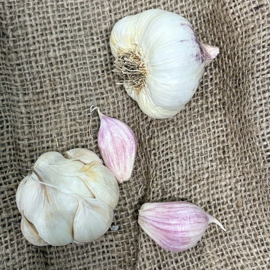 Organic Sonoran (Artichoke)