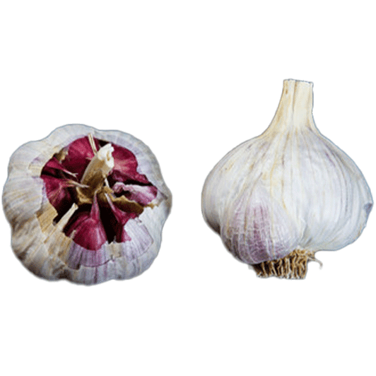 Organic Spanish Benitee (Creole)