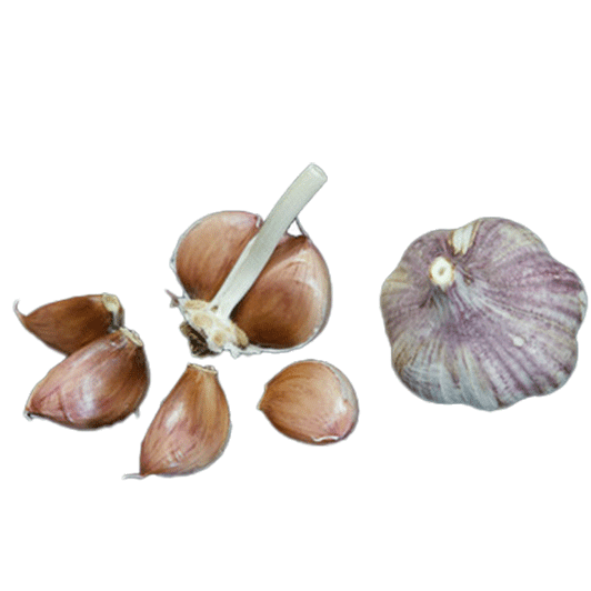 Organic Thai Purple Bulk (Turban)