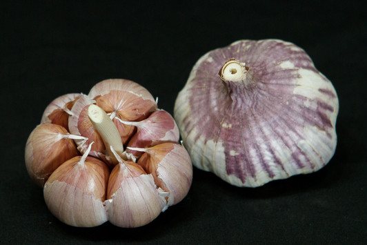 UZBEK Garlic | Filaree Organic Seed Farm
