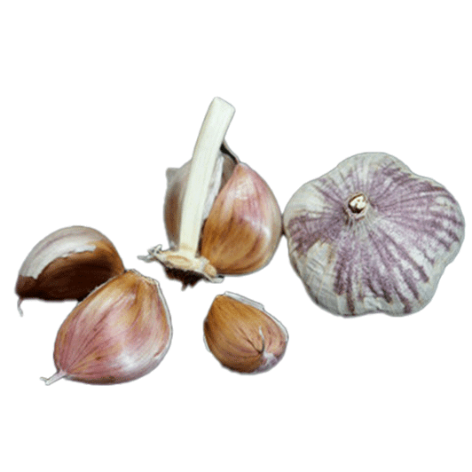 ORGANIC XIAN (Turban)