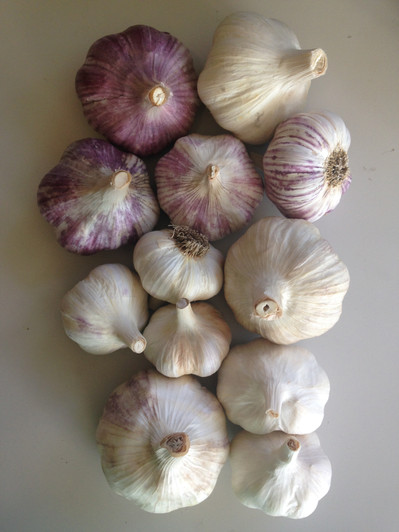 DELUXE GARDEN PACK ORGANIC GARLIC SEED