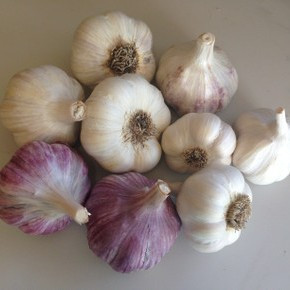 Organic Large Garden Pack