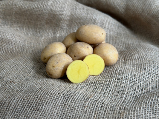 ORGANIC GERMAN BUTTERBALL POTATO