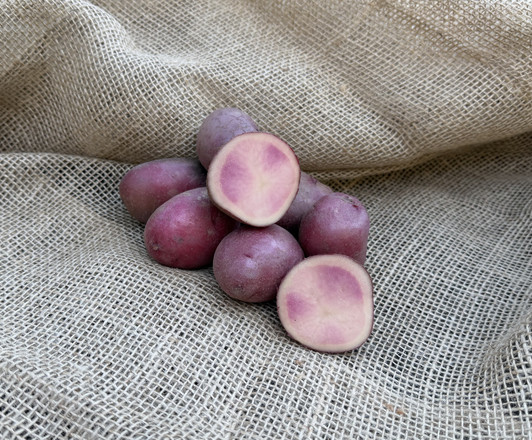 ORGANIC HUCKLEBERRY RED POTATO