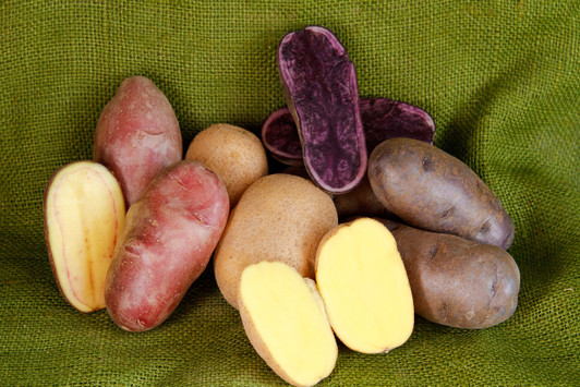 Adirondack Red, Seed Potatoes