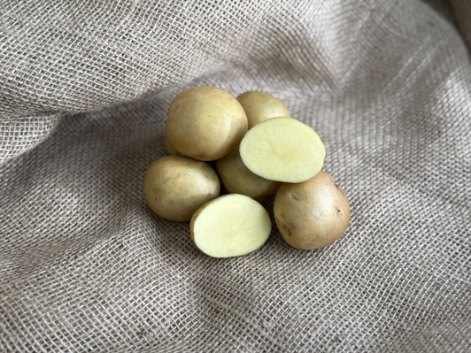 ORGANIC YUKON GOLD POTATO