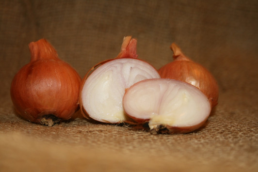 Dutch Red Shallot Garlic  Filaree Organic Seed Farm