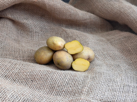 ORGANIC YELLOW FINN POTATO