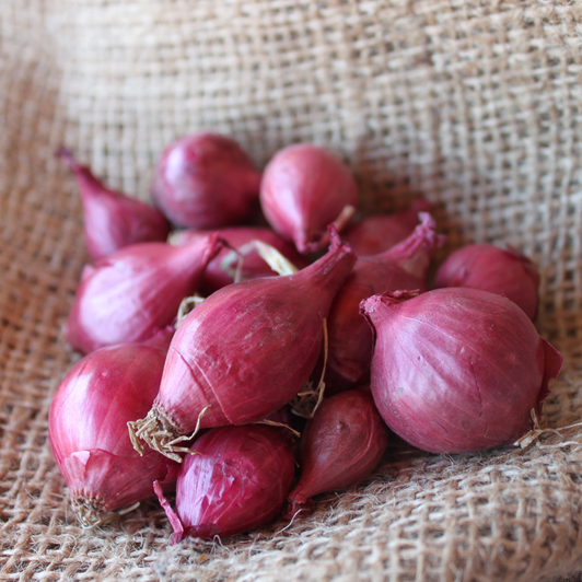 Red Wethersfield Onion Sets - Conventional