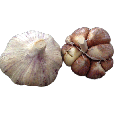 ORGANIC SPANISH ROJA (Rocambole)