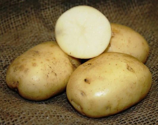 ORGANIC EARLY OHIO POTATO ORGANIC EARLY OHIO POTATO