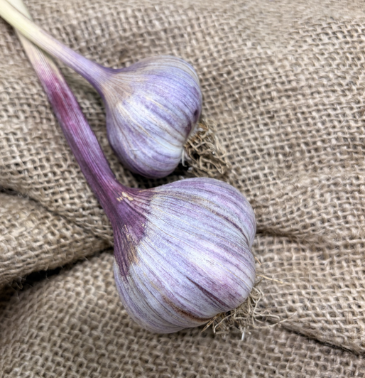ORGANIC SPRING VIOLET BULK (Asiatic)