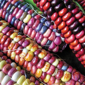 Organic Painted Mountain Corn