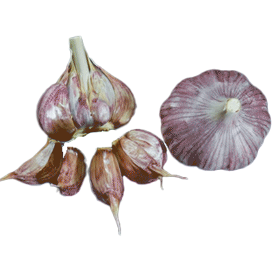 NATURALLY GROWN CHESNOK RED BULK (Purple Stripe)