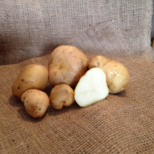 ORGANIC IRISH COBBLER POTATO