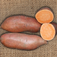 Organic Covington Sweet Potato
