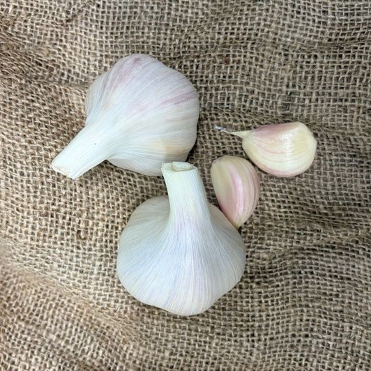 Naturally Grown German White Stiffneck Bulk (Porcelain)