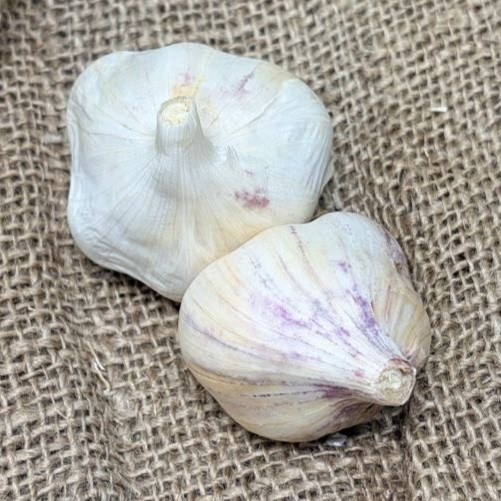 Organic Aglio Blanco (Artichoke)