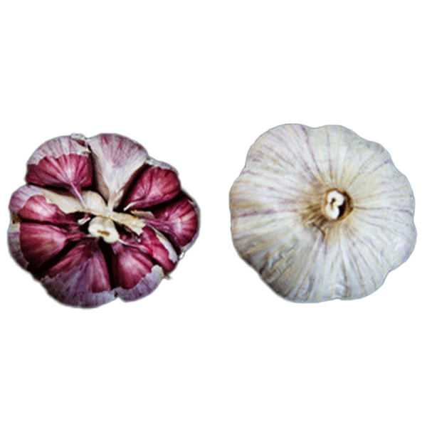 ORGANIC AGLIO ROSSO (Creole)