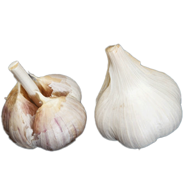 Organic Aomori (Asiatic)