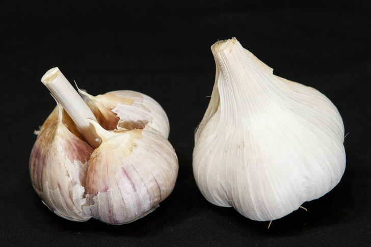 AOMORI ORGANIC GARLIC SEED